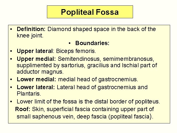 Popliteal Fossa • Definition: Diamond shaped space in the back of the knee joint.