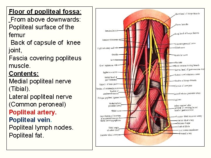 Floor of popliteal fossa: From above downwards: Popliteal surface of the femur Back of