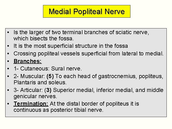 Medial Popliteal Nerve • Is the larger of two terminal branches of sciatic nerve,