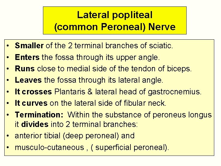 Lateral popliteal (common Peroneal) Nerve • • Smaller of the 2 terminal branches of