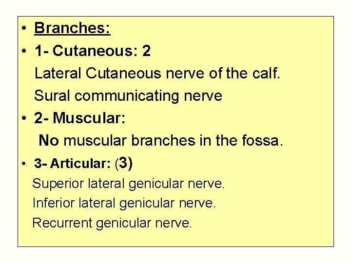  • Branches: • 1 - Cutaneous: 2 Lateral Cutaneous nerve of the calf.