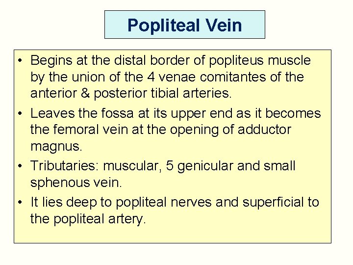 Popliteal Vein • Begins at the distal border of popliteus muscle by the union