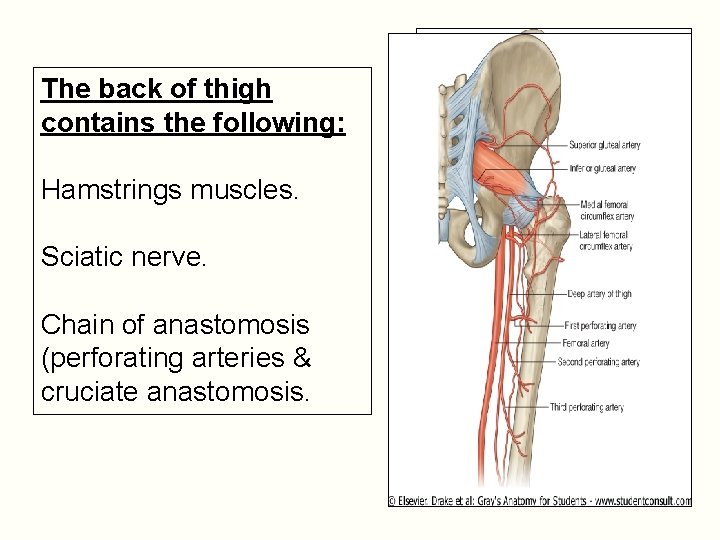 The back of thigh contains the following: Hamstrings muscles. Sciatic nerve. Chain of anastomosis