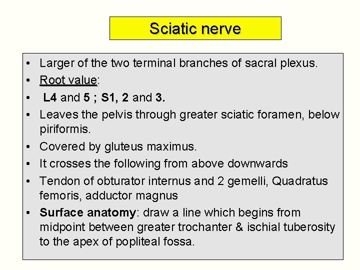 Sciatic nerve • • Larger of the two terminal branches of sacral plexus. Root