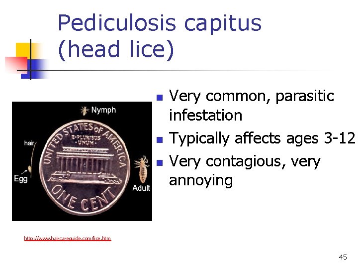 Pediculosis capitus (head lice) n n n Very common, parasitic infestation Typically affects ages