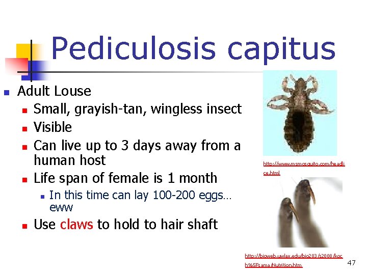 Pediculosis capitus n Adult Louse n Small, grayish-tan, wingless insect n Visible n Can