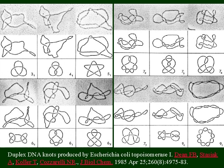 Duplex DNA knots produced by Escherichia coli topoisomerase I. Dean FB, Stasiak A, Koller