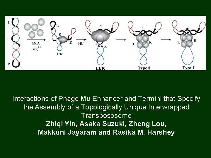 Interactions of Phage Mu Enhancer and Termini that Specify the Assembly of a Topologically