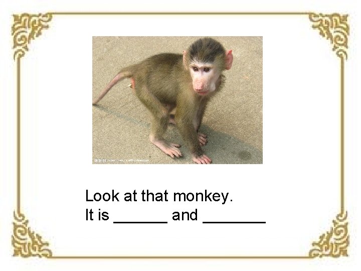 Look at that monkey. It is ______ and _______ 