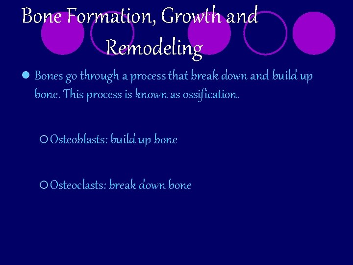 Bone Formation, Growth and Remodeling l Bones go through a process that break down
