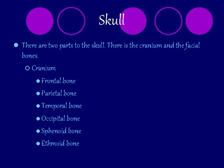 Skull l There are two parts to the skull. There is the cranium and