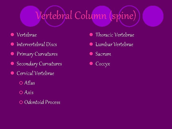 Vertebral Column (spine) l l l Vertebrae Intervertebral Discs Primary Curvatures Secondary Curvatures Cervical