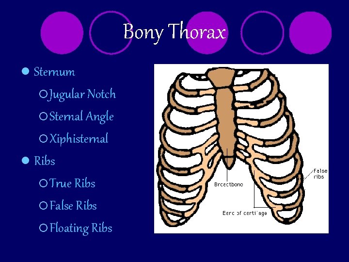 Bony Thorax l Sternum ¡ Jugular Notch ¡ Sternal Angle ¡ Xiphisternal l Ribs