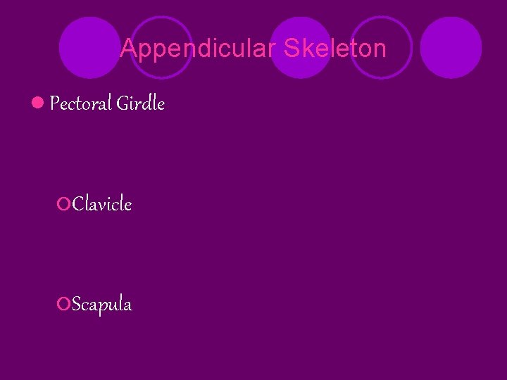 Appendicular Skeleton l Pectoral Girdle ¡Clavicle ¡Scapula 