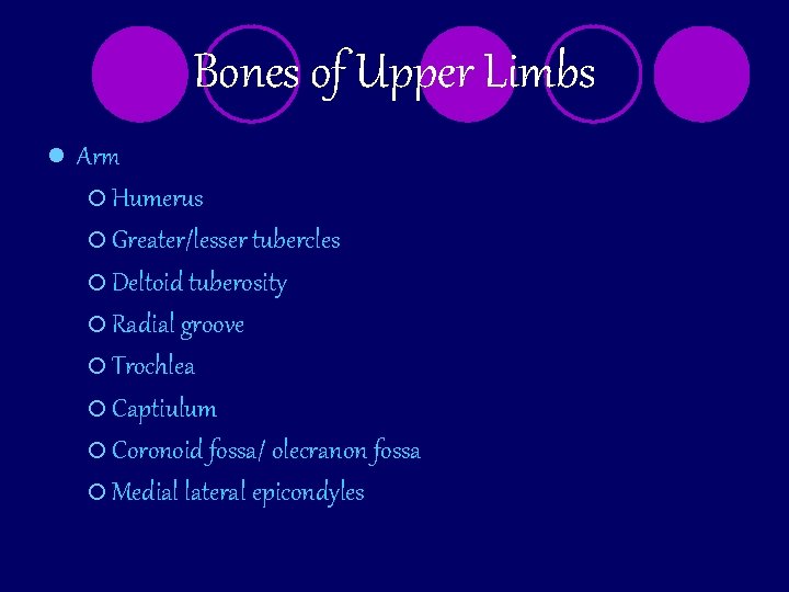 Bones of Upper Limbs l Arm ¡ Humerus ¡ Greater/lesser tubercles ¡ Deltoid tuberosity