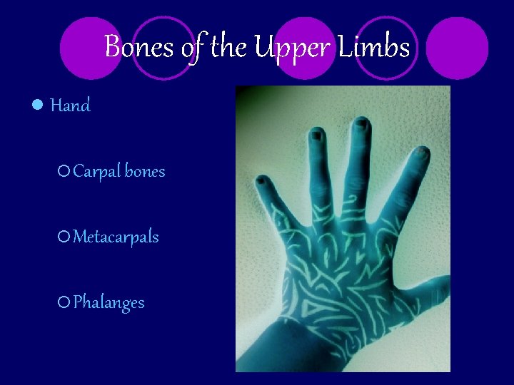 Bones of the Upper Limbs l Hand ¡ Carpal bones ¡ Metacarpals ¡ Phalanges