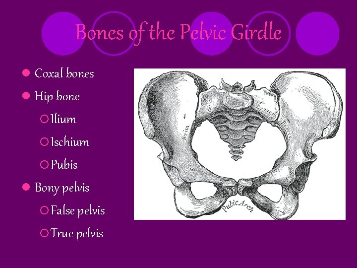 Bones of the Pelvic Girdle l Coxal bones l Hip bone ¡ Ilium ¡