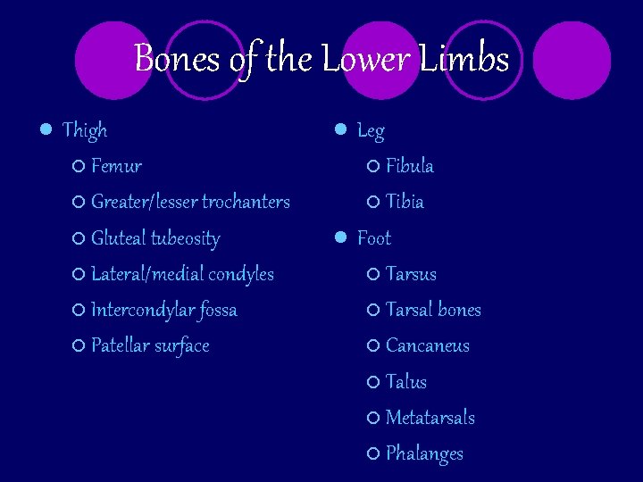 Bones of the Lower Limbs l Thigh ¡ Femur ¡ Greater/lesser trochanters ¡ Gluteal