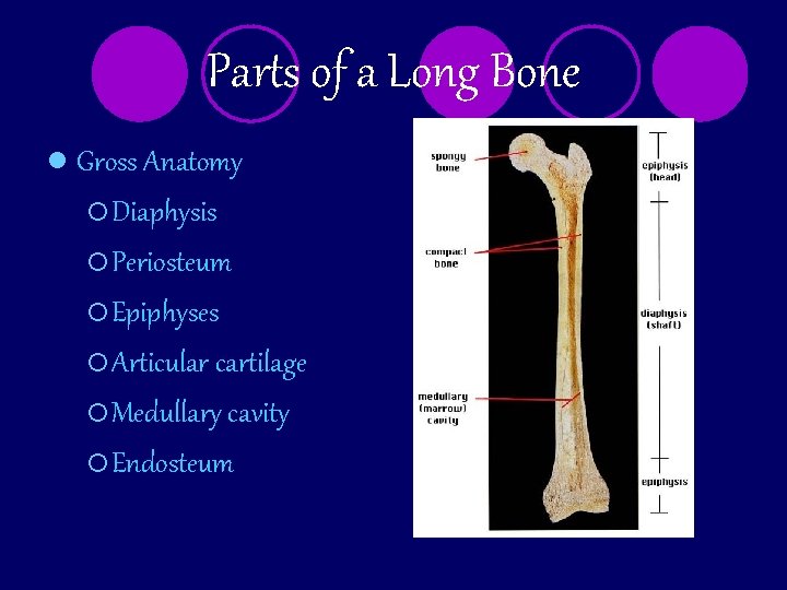 Parts of a Long Bone l Gross Anatomy ¡ Diaphysis ¡ Periosteum ¡ Epiphyses