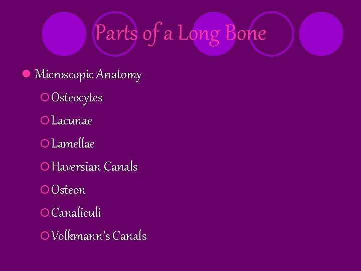 Parts of a Long Bone l Microscopic Anatomy ¡ Osteocytes ¡ Lacunae ¡ Lamellae