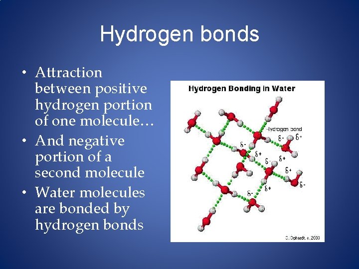 Hydrogen bonds • Attraction between positive hydrogen portion of one molecule… • And negative