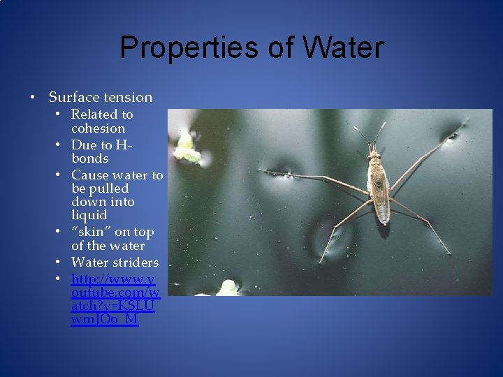 Properties of Water • Surface tension • Related to cohesion • Due to Hbonds