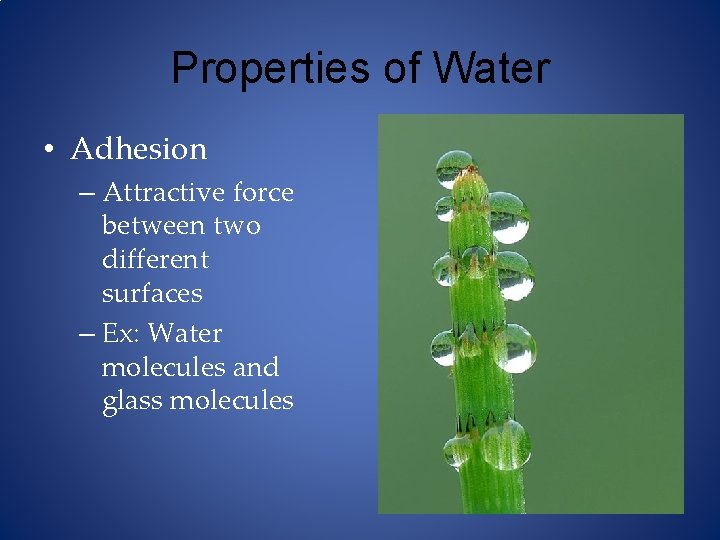 Properties of Water • Adhesion – Attractive force between two different surfaces – Ex: