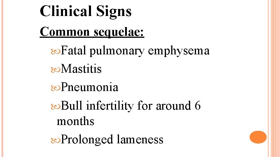 Clinical Signs Common sequelae: Fatal pulmonary emphysema Mastitis Pneumonia Bull infertility for around 6