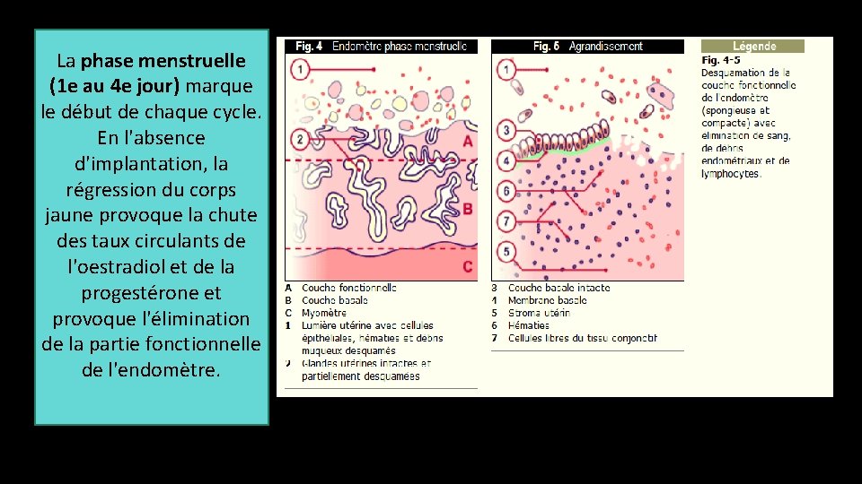 La phase menstruelle (1 e au 4 e jour) marque le début de chaque