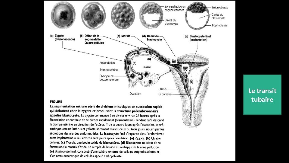 Le transit tubaire 