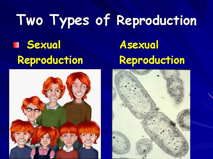 Two Types of Reproduction Sexual Reproduction Asexual Reproduction 