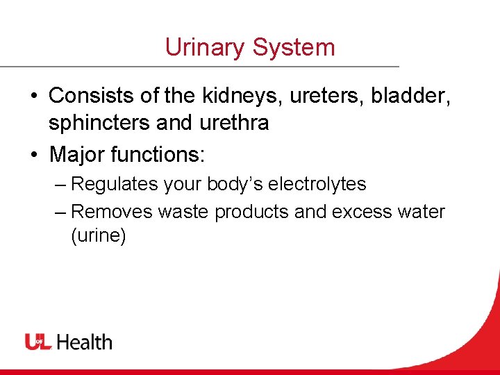 Urinary System • Consists of the kidneys, ureters, bladder, sphincters and urethra • Major