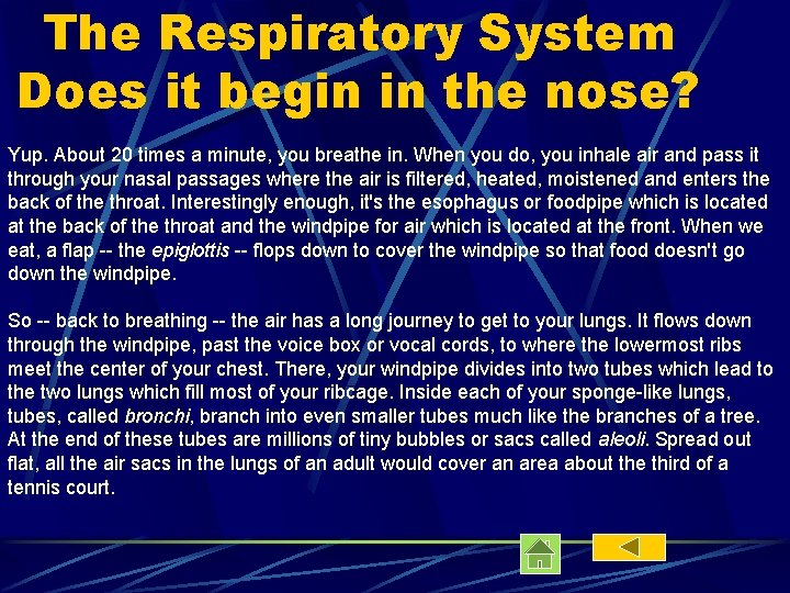 The Respiratory System Does it begin in the nose? Yup. About 20 times a