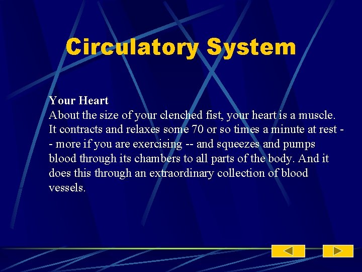 Circulatory System Your Heart About the size of your clenched fist, your heart is
