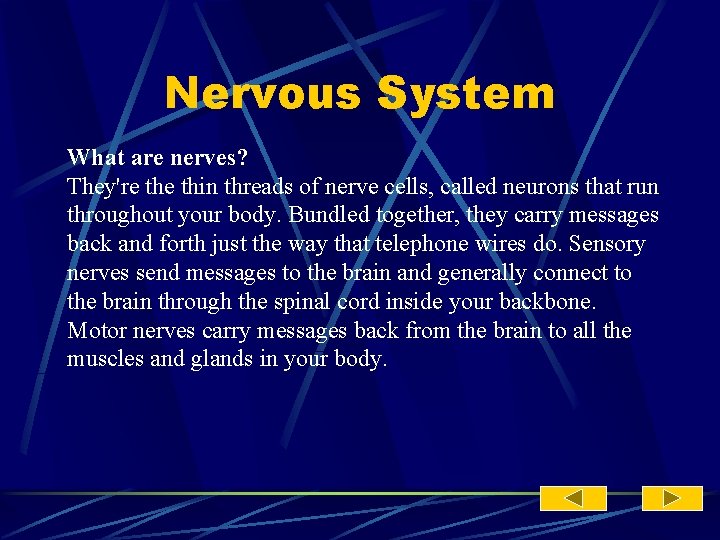 Nervous System What are nerves? They're thin threads of nerve cells, called neurons that