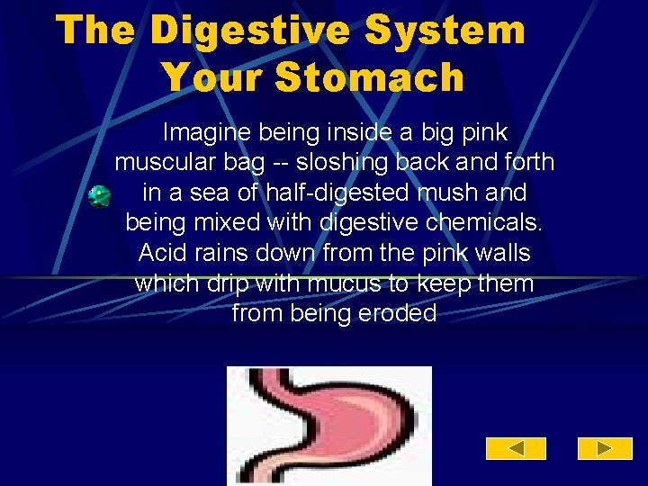 The Digestive System Your Stomach Imagine being inside a big pink muscular bag --