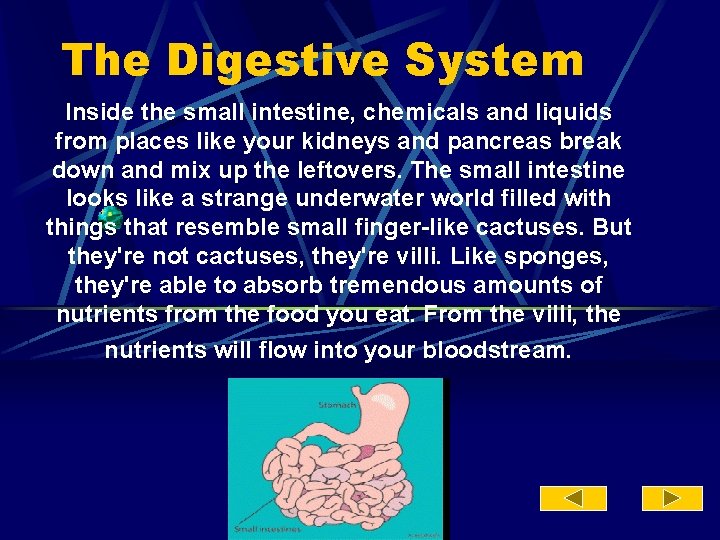 The Digestive System Inside the small intestine, chemicals and liquids from places like your