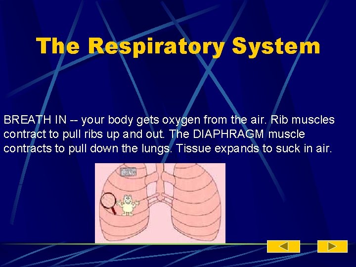 The Respiratory System BREATH IN -- your body gets oxygen from the air. Rib