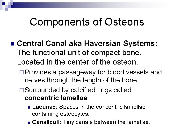 Components of Osteons n Central Canal aka Haversian Systems: The functional unit of compact