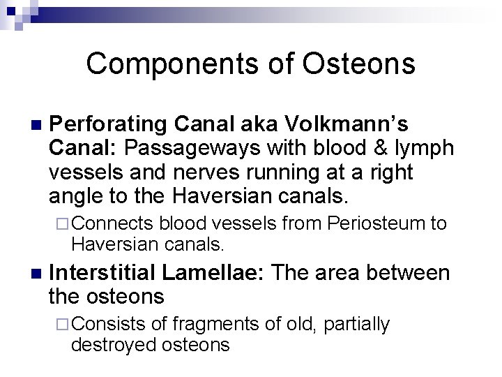 Components of Osteons n Perforating Canal aka Volkmann’s Canal: Passageways with blood & lymph