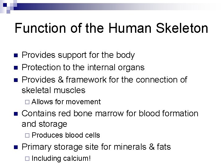 Function of the Human Skeleton n Provides support for the body Protection to the