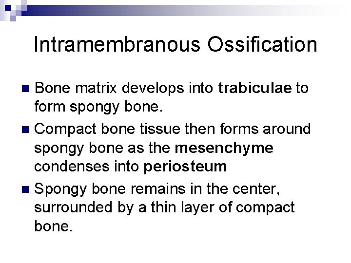 Intramembranous Ossification Bone matrix develops into trabiculae to form spongy bone. n Compact bone