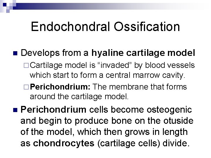 Endochondral Ossification n Develops from a hyaline cartilage model ¨ Cartilage model is “invaded”