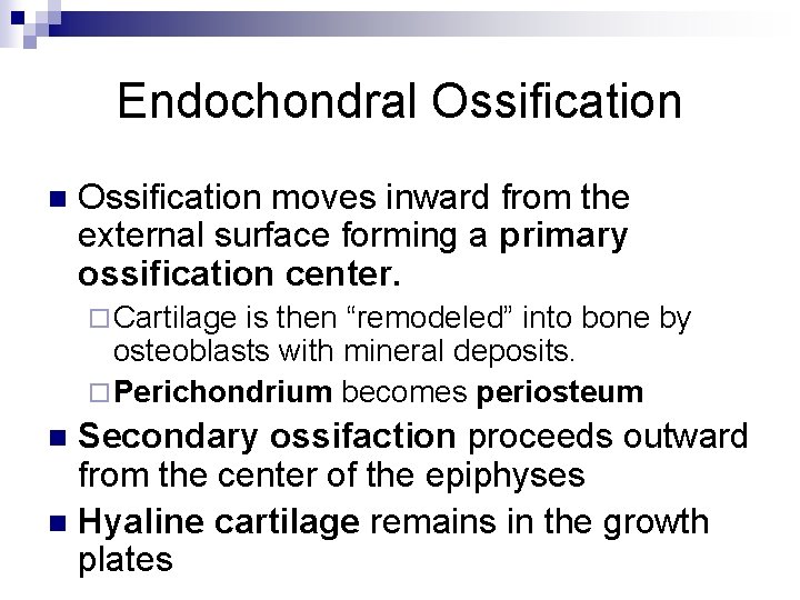 Endochondral Ossification n Ossification moves inward from the external surface forming a primary ossification