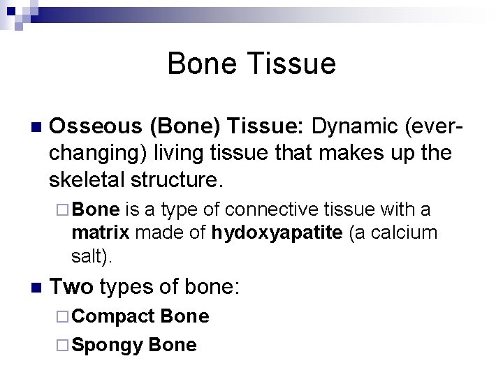 Bone Tissue n Osseous (Bone) Tissue: Dynamic (everchanging) living tissue that makes up the