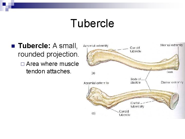Tubercle n Tubercle: A small, rounded projection. ¨ Area where muscle tendon attaches. 