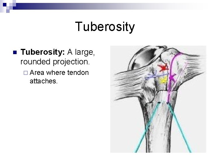 Tuberosity n Tuberosity: A large, rounded projection. ¨ Area where tendon attaches. 