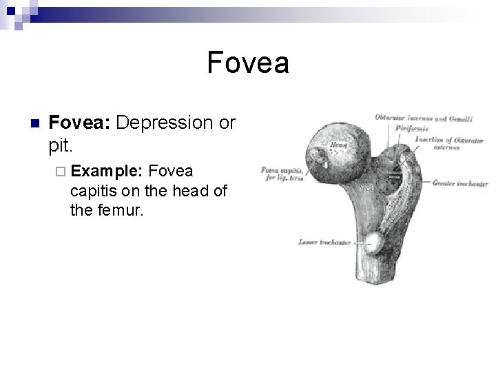 Fovea n Fovea: Depression or pit. ¨ Example: Fovea capitis on the head of