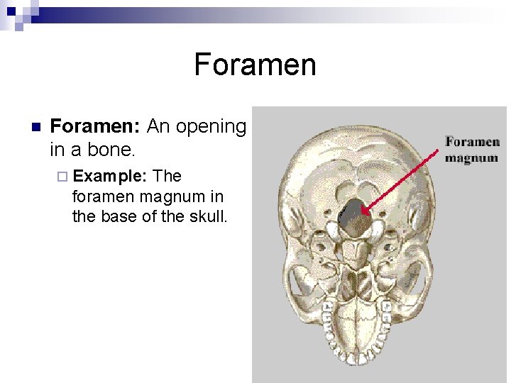 Foramen n Foramen: An opening in a bone. ¨ Example: The foramen magnum in