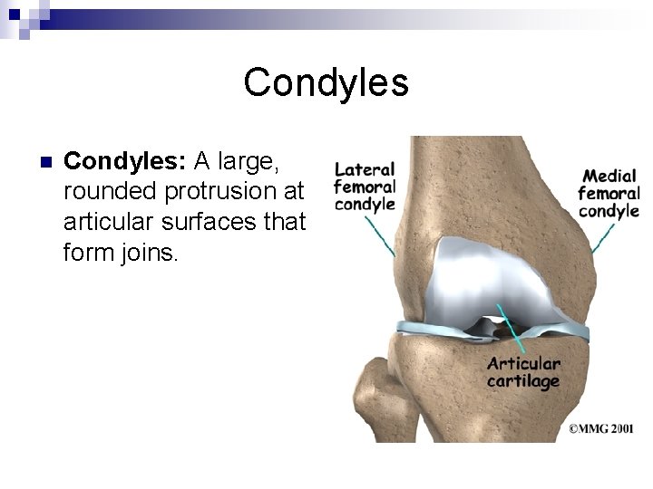 Condyles n Condyles: A large, rounded protrusion at articular surfaces that form joins. 